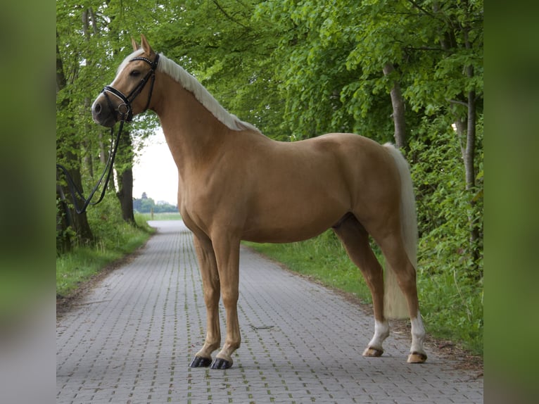 Poney de selle allemand Hongre 4 Ans 148 cm Palomino in Wangerland Hohenkirchen