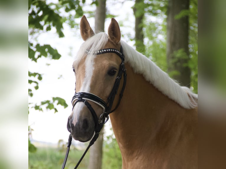 Poney de selle allemand Hongre 4 Ans 148 cm Palomino in Wangerland Hohenkirchen