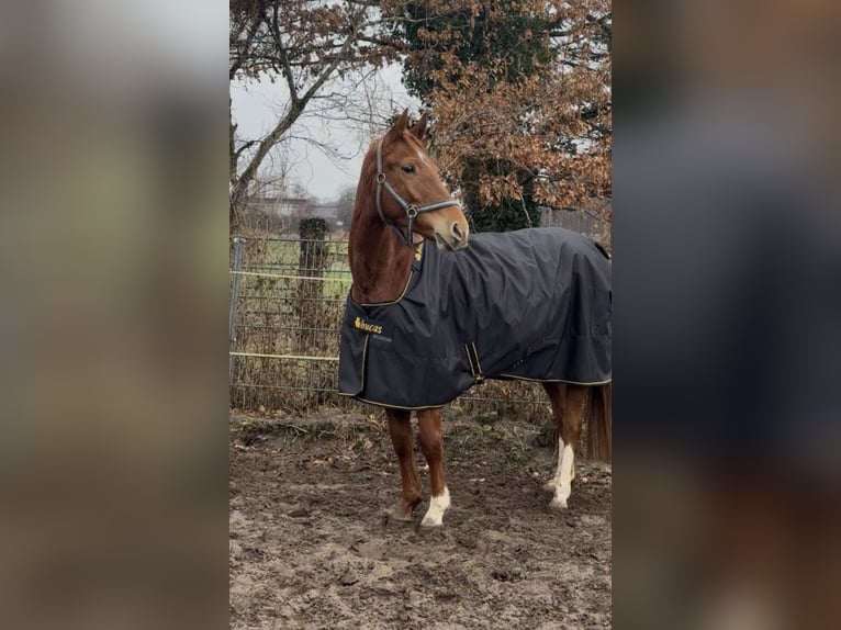 Poney de selle allemand Hongre 4 Ans 149 cm Alezan in Quickborn