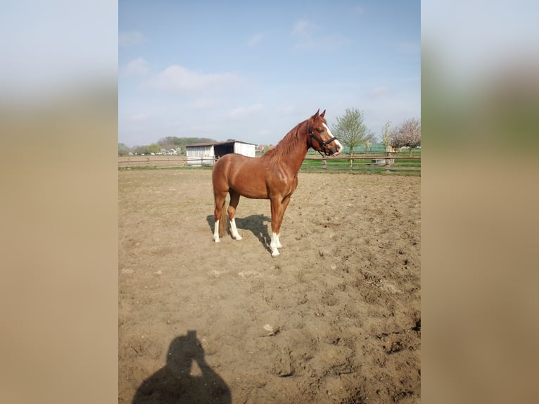 Poney de selle allemand Hongre 4 Ans 149 cm Alezan in Hamm