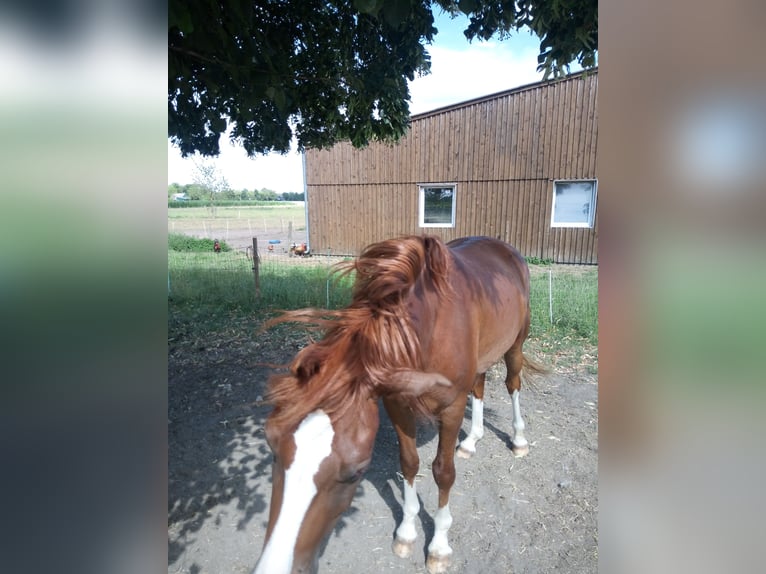 Poney de selle allemand Hongre 4 Ans 149 cm Alezan in Hamm