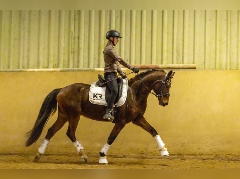Poney de selle allemand Hongre 4 Ans 149 cm Bai in Schlierschied