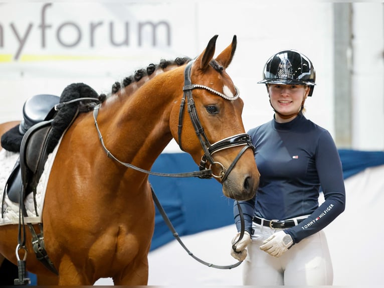 Poney de selle allemand Hongre 4 Ans 149 cm Bai in Marsberg