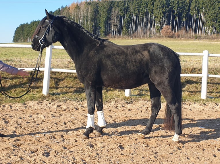 Poney de selle allemand Hongre 4 Ans 149 cm Noir in Waidhaus