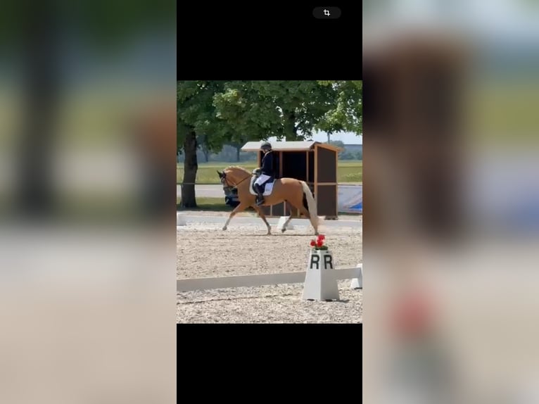 Poney de selle allemand Hongre 4 Ans 149 cm Palomino in Blieskastel