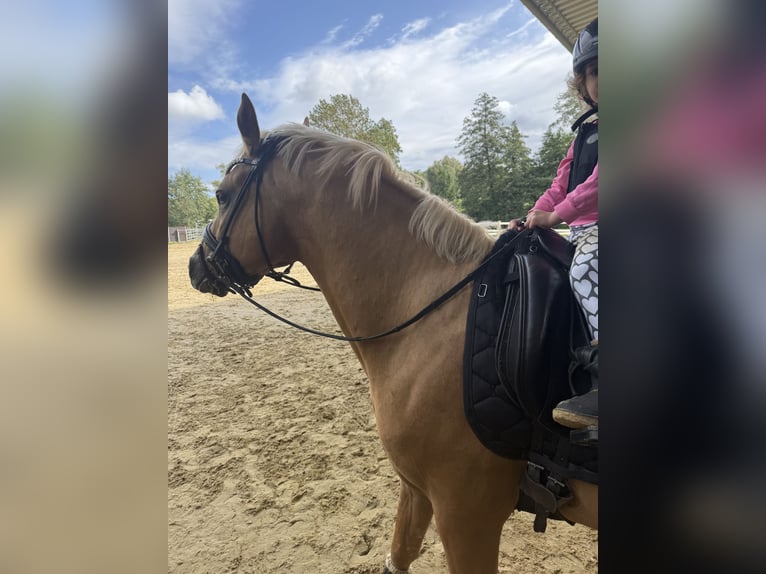 Poney de selle allemand Hongre 4 Ans 149 cm Palomino in Blieskastel
