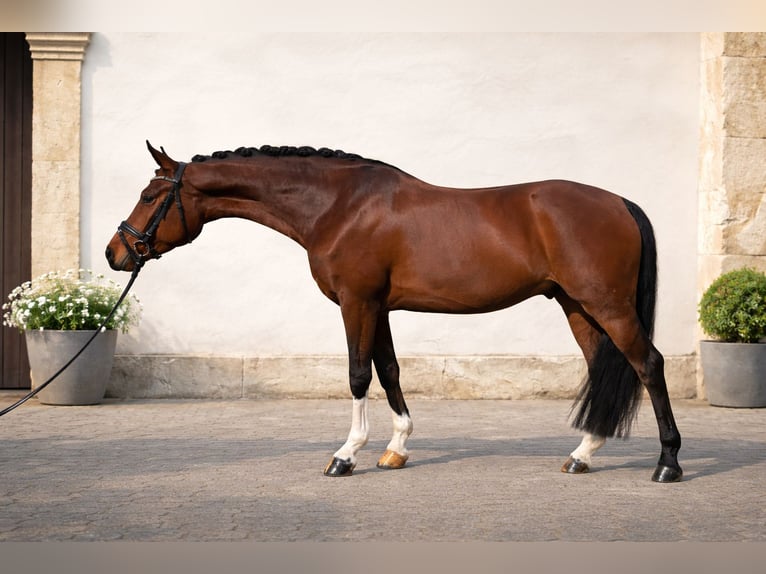 Poney de selle allemand Hongre 4 Ans 150 cm Bai in Bielefeld