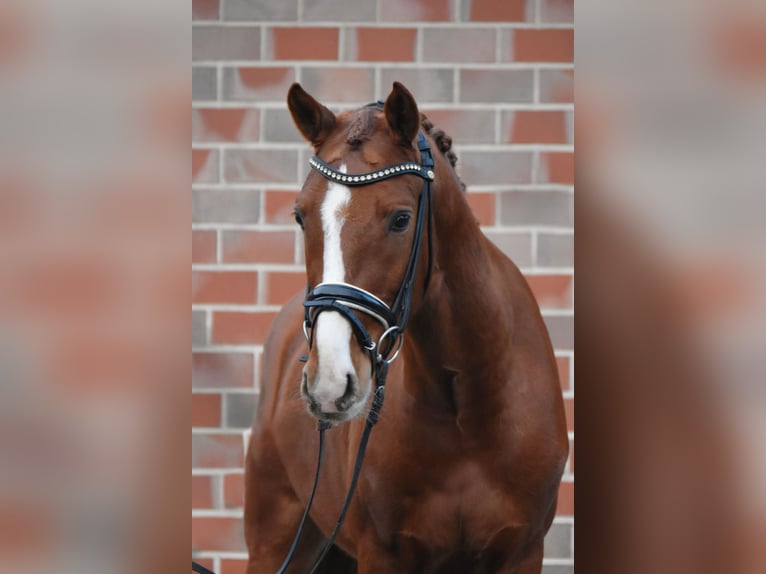 Poney de selle allemand Hongre 4 Ans 150 cm in Fürstenau