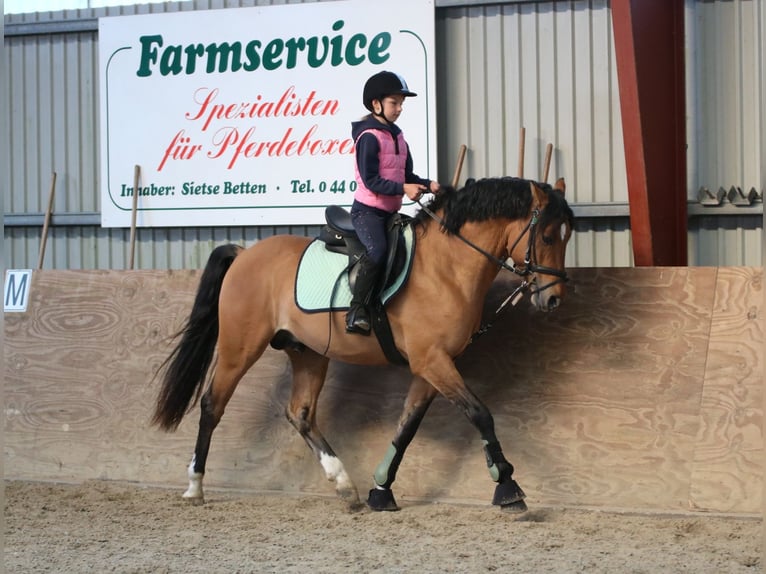 Poney de selle allemand Hongre 4 Ans 150 cm Isabelle in Wildeshausen