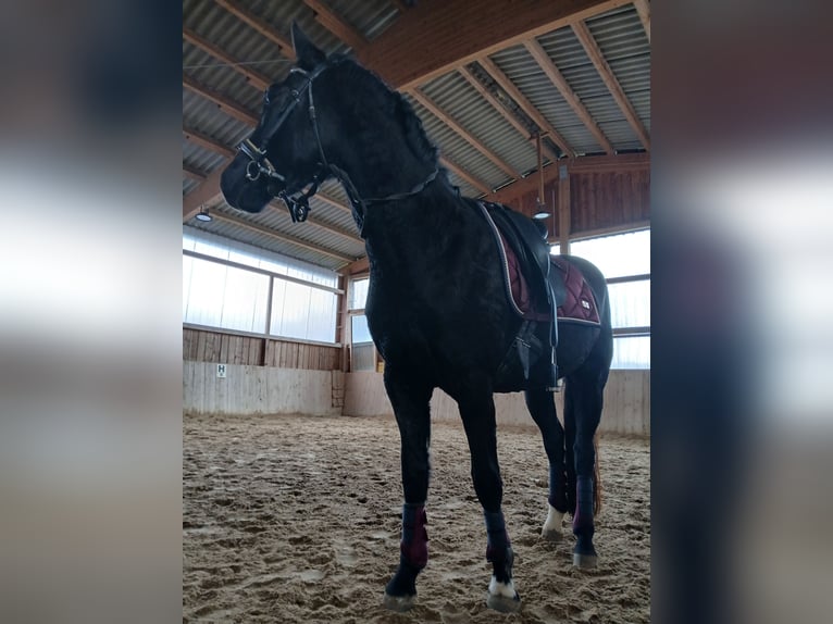 Poney de selle allemand Hongre 4 Ans 150 cm Noir in Flieden