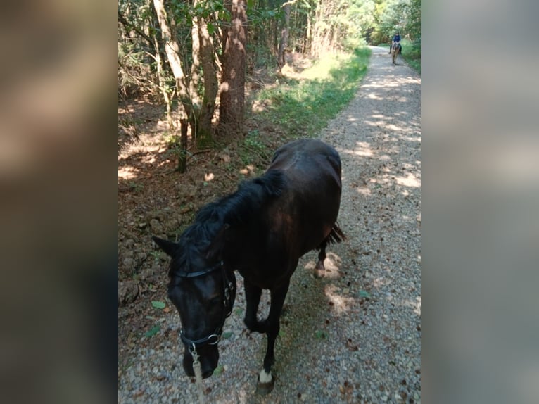 Poney de selle allemand Hongre 4 Ans 150 cm Noir in Flieden