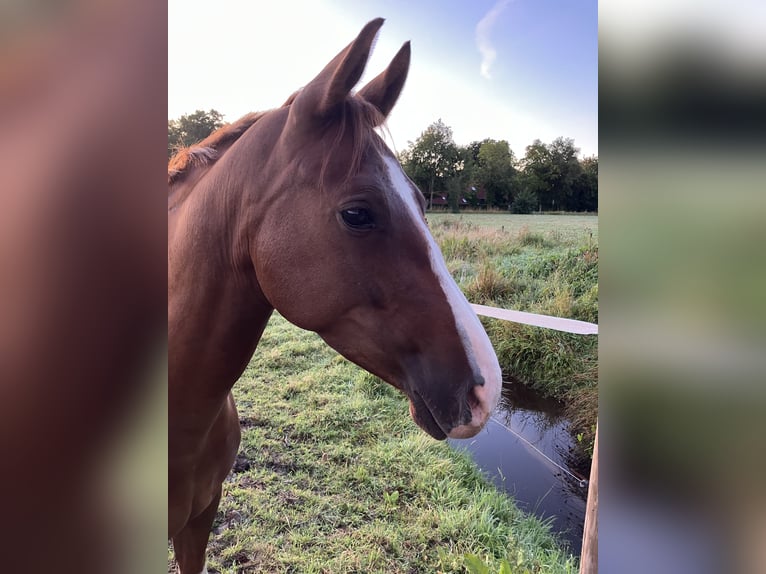 Poney de selle allemand Hongre 4 Ans 151 cm Alezan in Gro&#xDF;heide