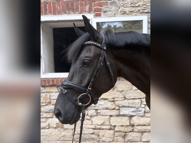 Poney de selle allemand Hongre 4 Ans 151 cm Noir in Osnabrück