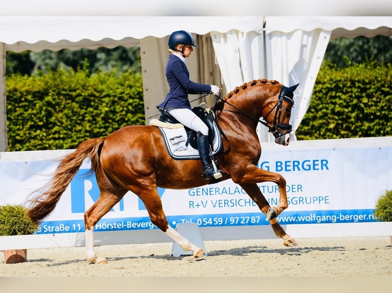 Poney de selle allemand Hongre 4 Ans 152 cm Alezan brûlé in Borgentreich