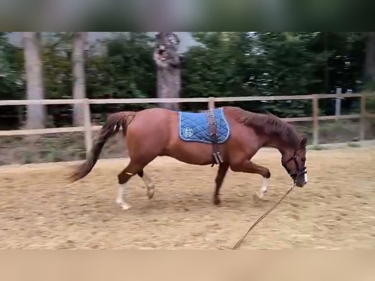 Poney de selle allemand Hongre 4 Ans 152 cm Alezan brûlé in Borgentreich