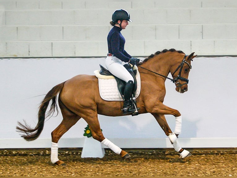 Poney de selle allemand Hongre 4 Ans 152 cm Alezan brûlé in Borgentreich