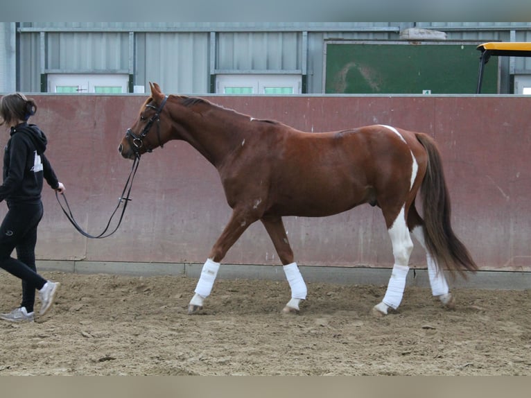 Poney de selle allemand Croisé Hongre 4 Ans 152 cm Alezan brûlé in Kerpen Poney de selle allemand Croisé Hongre 4 Ans 152 cm Alezan brûlé in Kerpen