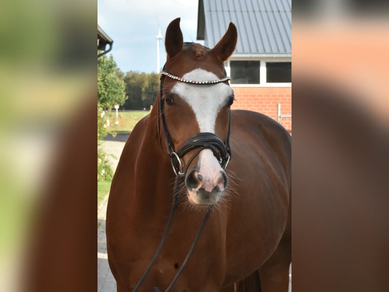 Poney de selle allemand Hongre 4 Ans 152 cm Alezan in Ehrenburg