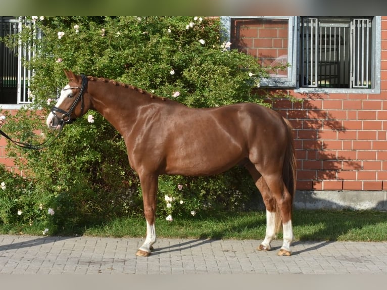 Poney de selle allemand Hongre 4 Ans 152 cm Alezan in Ehrenburg