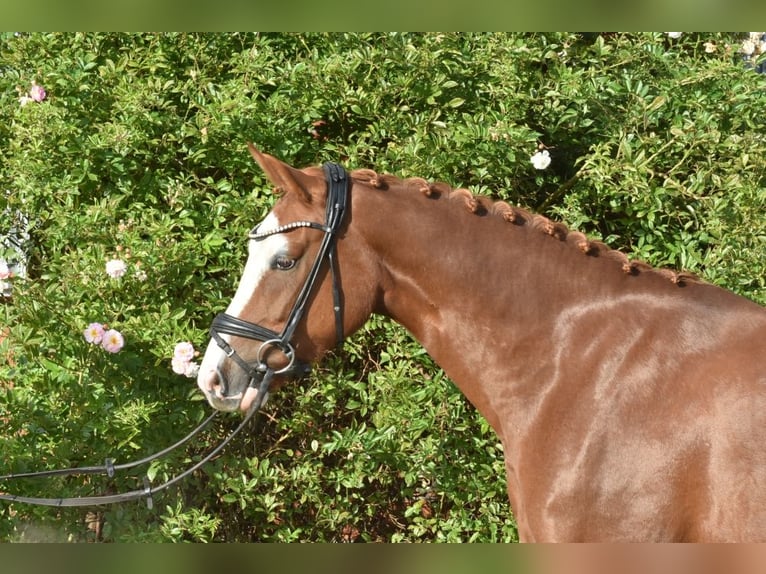 Poney de selle allemand Hongre 4 Ans 152 cm Alezan in Ehrenburg