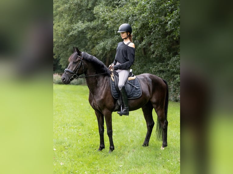 Poney de selle allemand Hongre 4 Ans 152 cm Noir in Wallenhorst