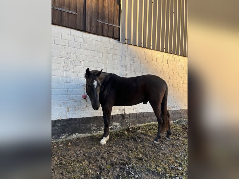 Poney de selle allemand Hongre 4 Ans 152 cm Noir in Homberg (Efze)