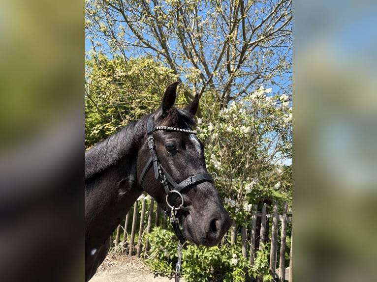 Poney de selle allemand Hongre 4 Ans 152 cm Noir in Homberg (Efze)