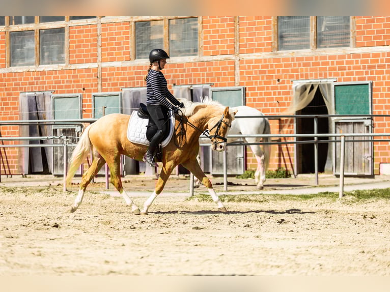 Poney de selle allemand Hongre 4 Ans 152 cm Palomino in Münster