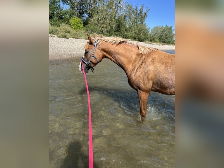 Poney de selle allemand Hongre 4 Ans 153 cm Alezan in Ellerstadt