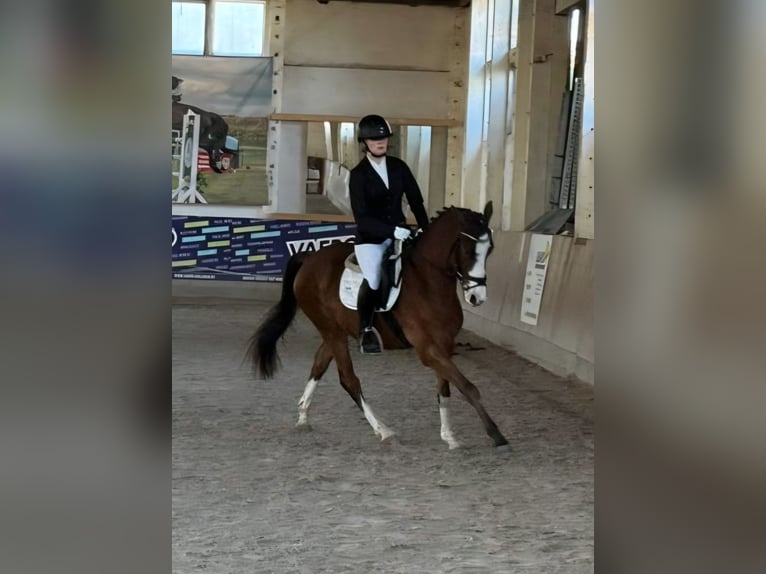 Poney de selle allemand Hongre 4 Ans 153 cm Bai in Bülstringen