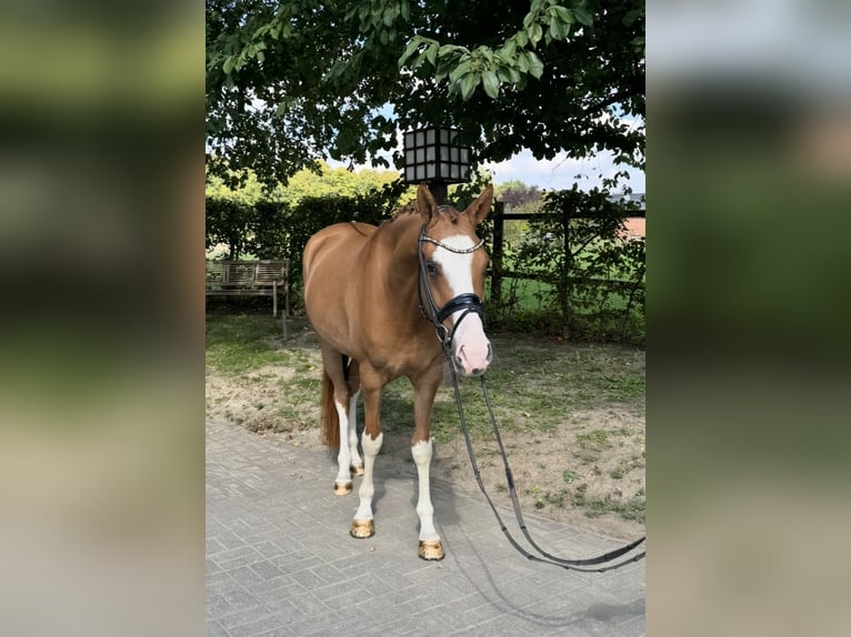 Poney de selle allemand Hongre 4 Ans 154 cm Alezan in Tönisvorst
