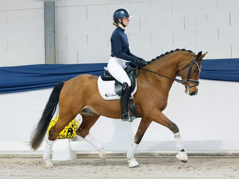 Poney de selle allemand Hongre 4 Ans 154 cm Bai in Marsberg