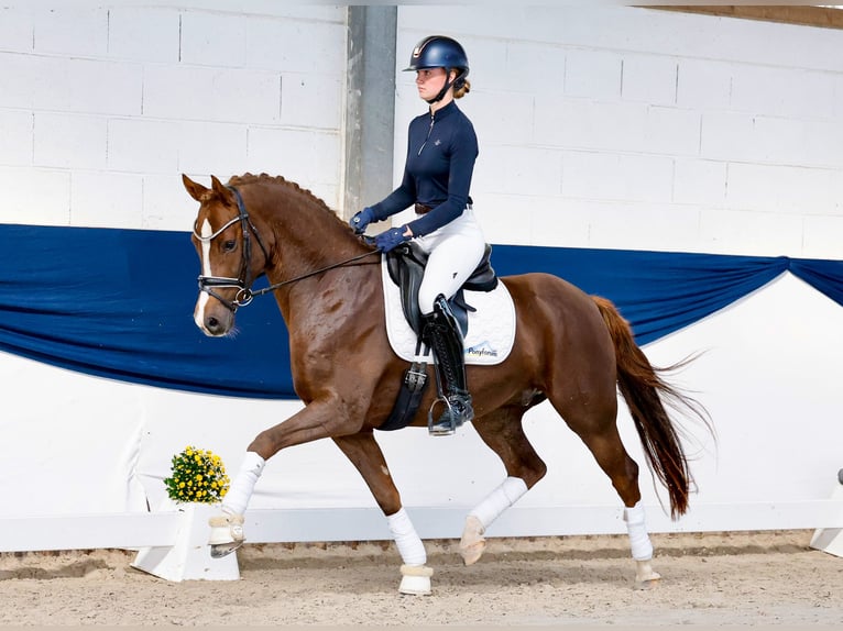 Poney de selle allemand Hongre 4 Ans 155 cm Alezan brûlé in Marsberg