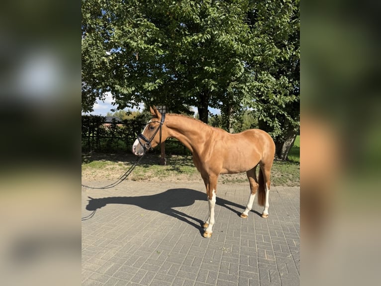 Poney de selle allemand Hongre 4 Ans 155 cm Alezan in Tönisvorst
