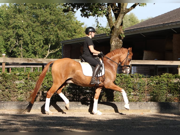 Poney de selle allemand Hongre 4 Ans 155 cm Alezan in Tönisvorst