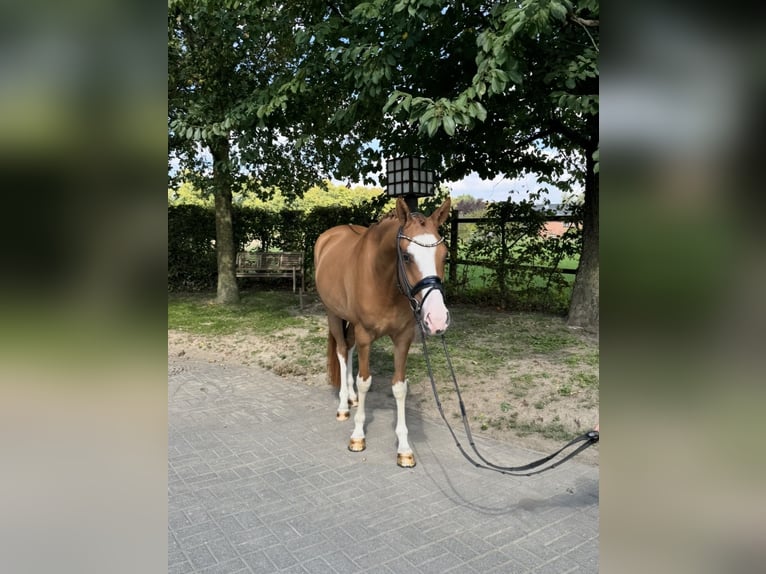 Poney de selle allemand Hongre 4 Ans 155 cm Alezan in Tönisvorst