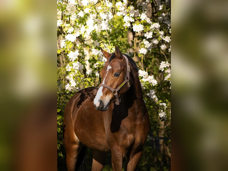 Poney de selle allemand Hongre 4 Ans 155 cm Bai in Gelchsheim 97255