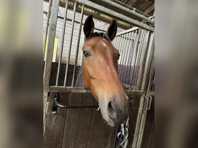 Poney de selle allemand Hongre 4 Ans 155 cm Bai in Wedel