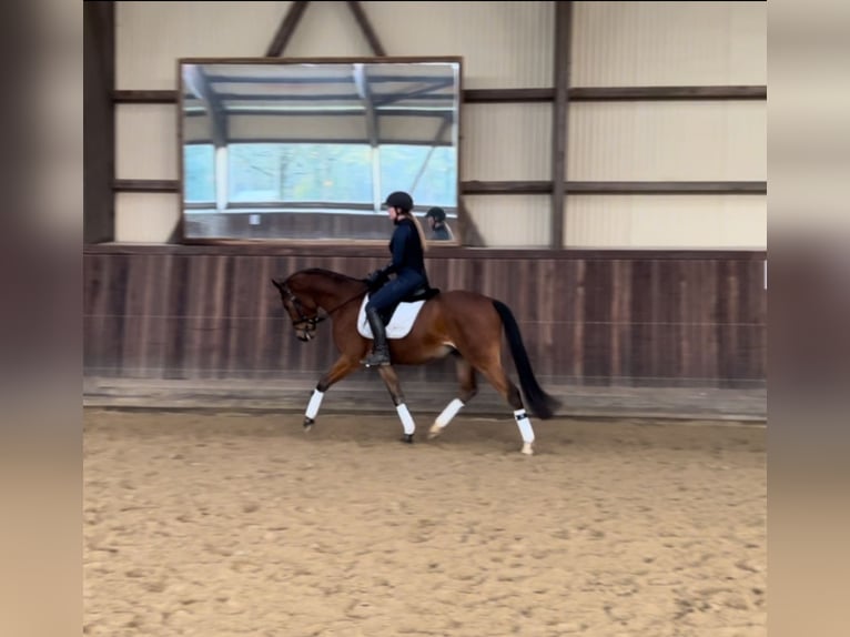 Poney de selle allemand Hongre 4 Ans 155 cm Bai in Wedel