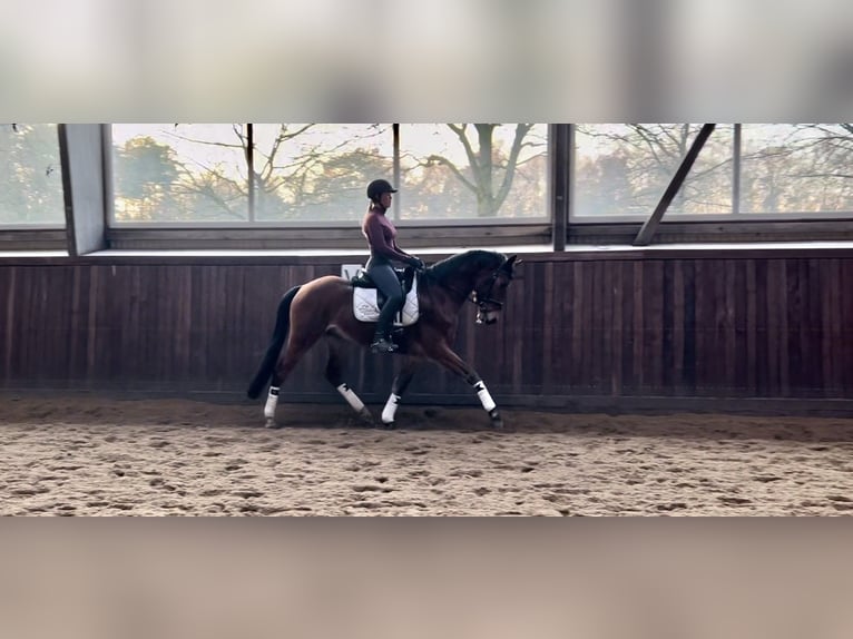 Poney de selle allemand Hongre 4 Ans 155 cm Bai in Wedel
