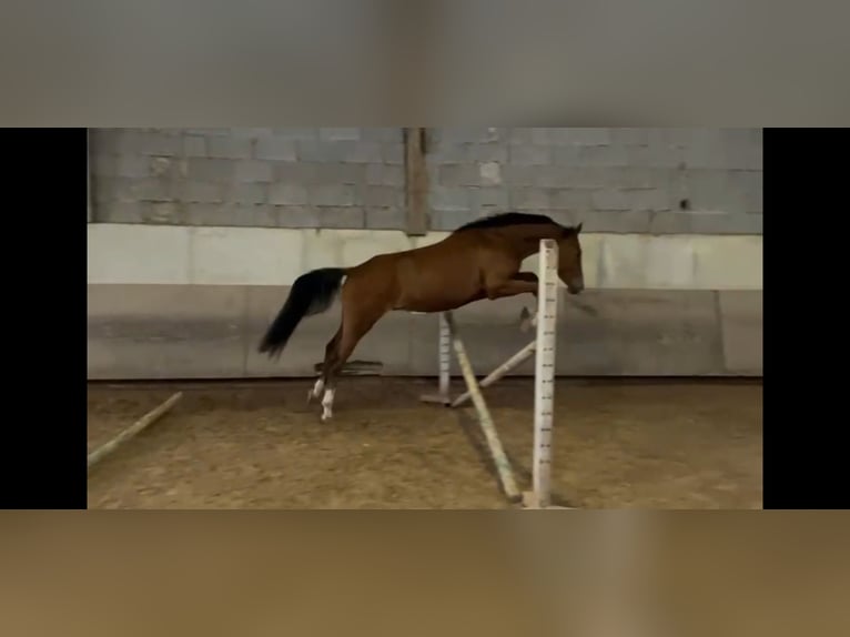 Poney de selle allemand Hongre 4 Ans 155 cm Bai in Waldenbuch