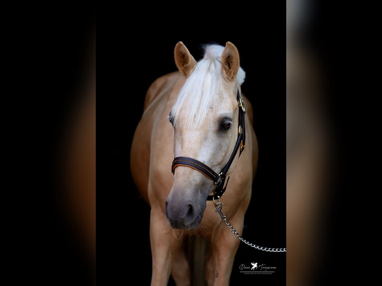 Poney de selle allemand Hongre 4 Ans 155 cm Palomino in Neuenkirchen-Vörden