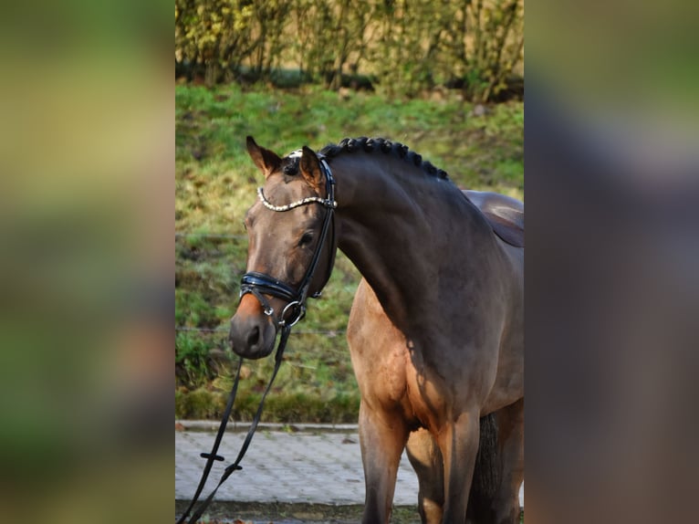 Poney de selle allemand Hongre 4 Ans 156 cm Bai in Fürstenau