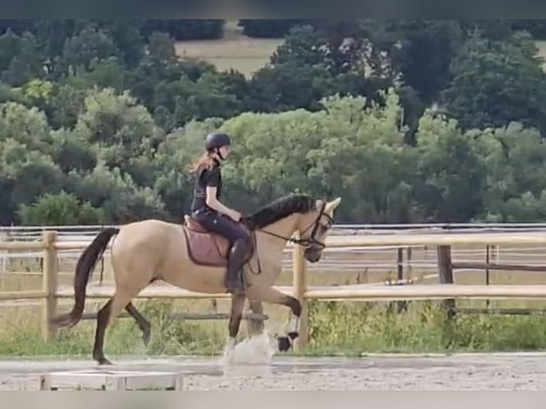 Poney de selle allemand Hongre 4 Ans 156 cm Buckskin in Lichtenfels