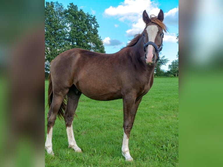 Poney de selle allemand Hongre 4 Ans 158 cm Alezan brûlé in Büdingen