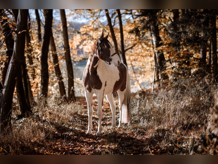 Poney de selle allemand Hongre 4 Ans 159 cm Pinto in Frielendorf