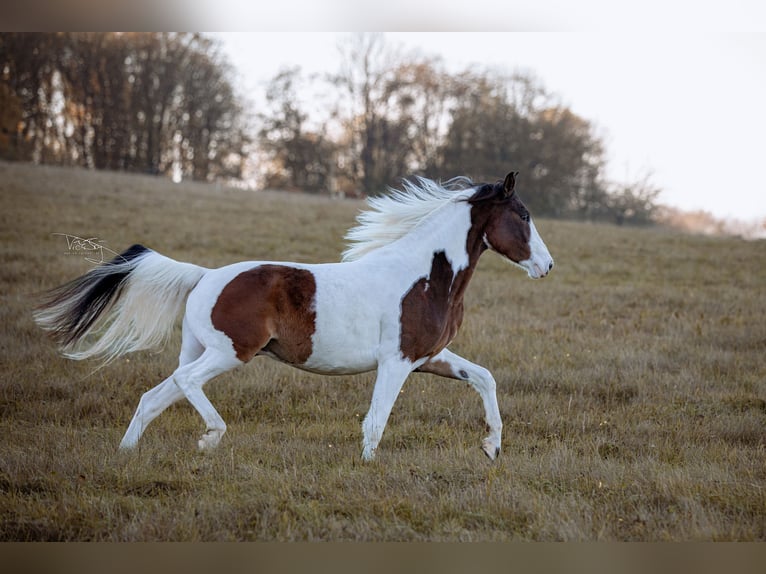 Poney de selle allemand Hongre 4 Ans 159 cm Pinto in Frielendorf