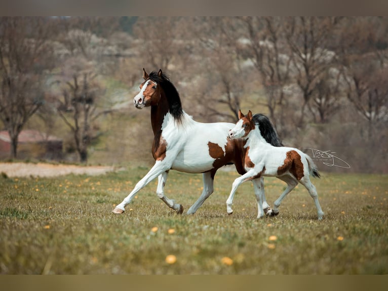 Poney de selle allemand Hongre 4 Ans 159 cm Pinto in Frielendorf