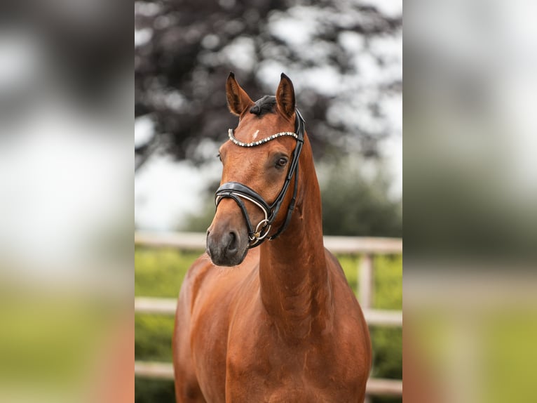 Poney de selle allemand Hongre 4 Ans 160 cm Bai in Nordermeldorf