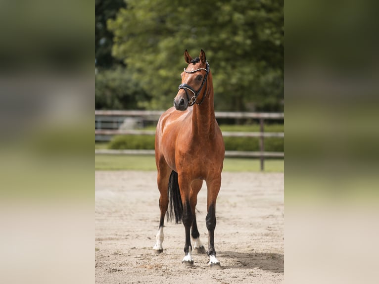 Poney de selle allemand Hongre 4 Ans 160 cm Bai in Nordermeldorf